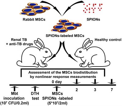 Evaluation of the Biodistribution of Mesenchymal Stem Cells in a Pre-clinical Renal Tuberculosis Model by Non-linear Magnetic Response Measurements